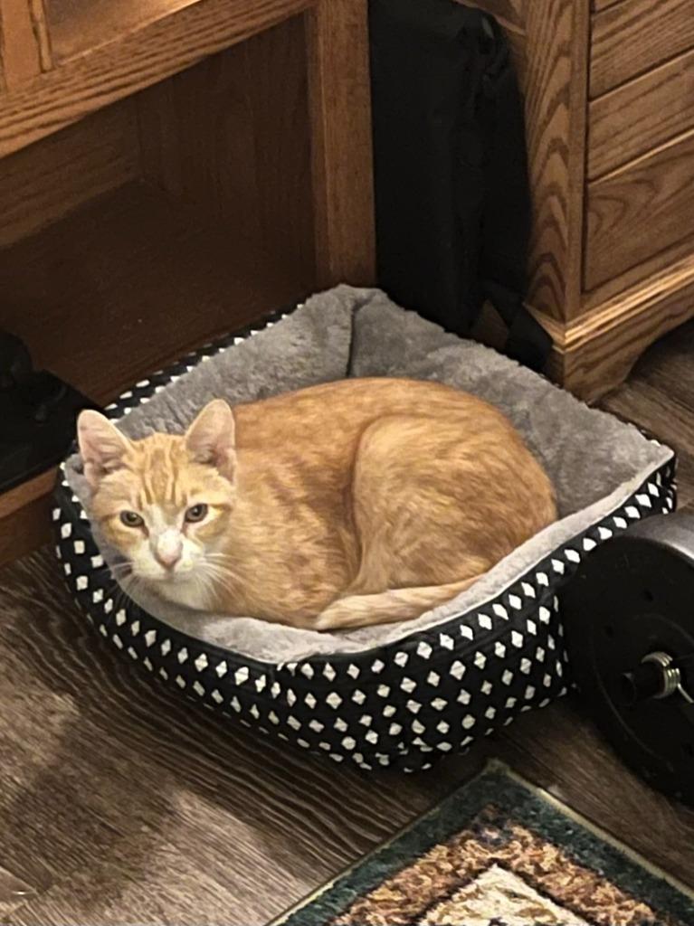 Enlarge Clawed, a Adoptable mixed breed in Minneapolis, MN image 1/4