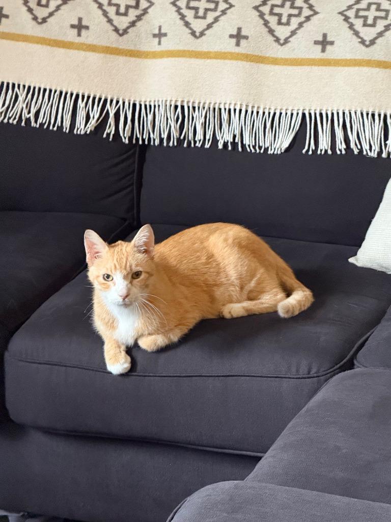 Enlarge Clawed, a Adoptable mixed breed in Minneapolis, MN image 2/4