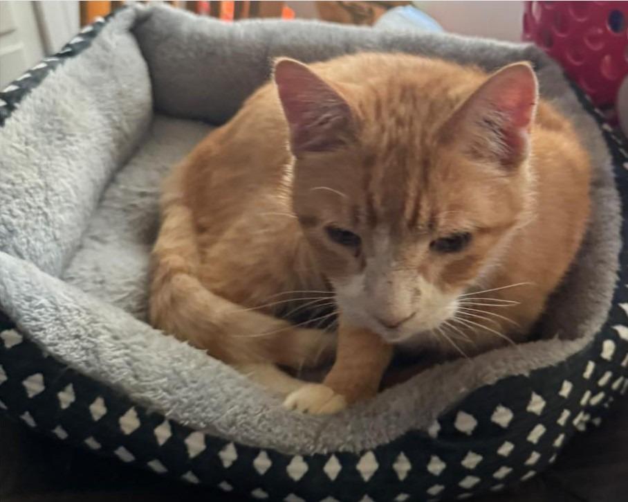 Enlarge Clawed, a Adoptable mixed breed in Minneapolis, MN image 4/6