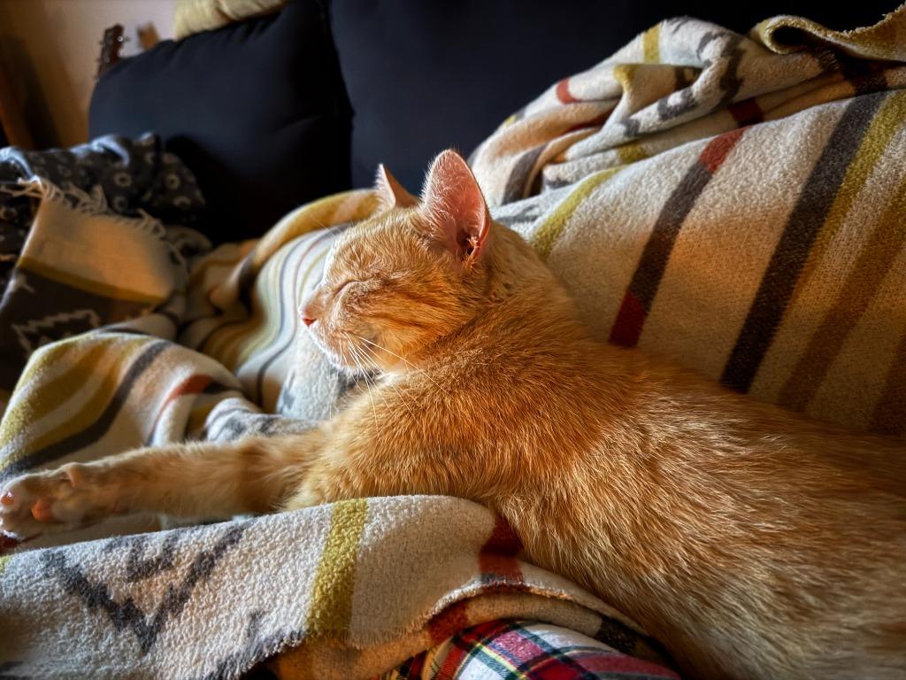 Enlarge Clawed, a Adoptable mixed breed in Minneapolis, MN image 5/6