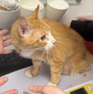 Enlarge Clawed, a Adoptable mixed breed in Minneapolis, MN image 6/6