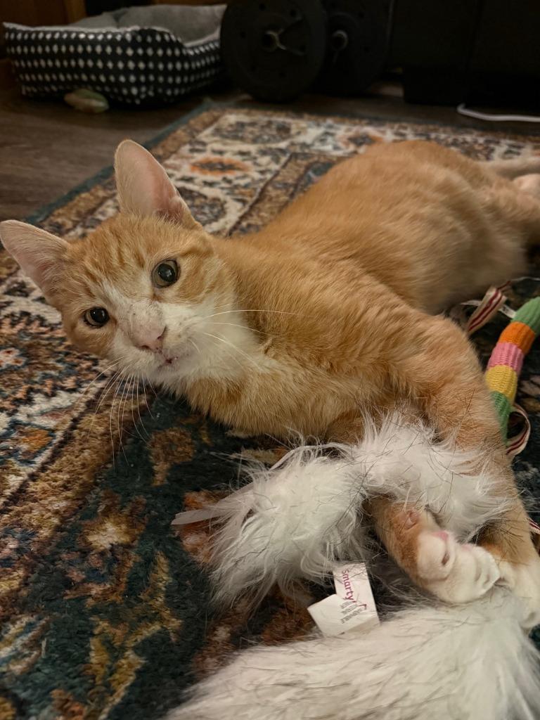 Clawed, a Adoptable mixed breed in Minneapolis, MN image 6/6