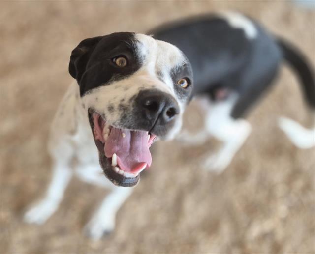 LILLITH, Adoptable, Young Female Pit Bull Terrier & Mixed Breed.