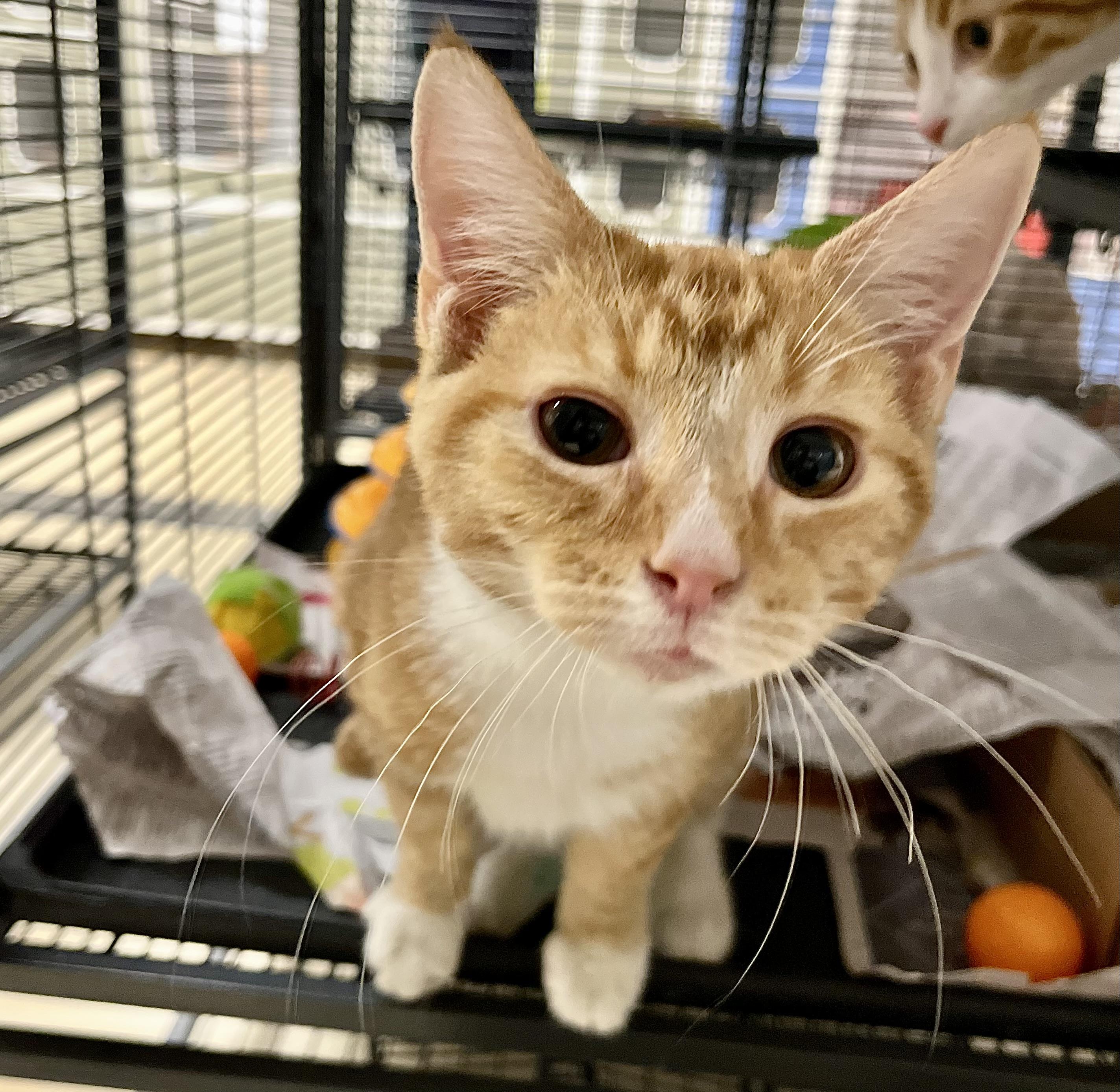 Muffin Man thumbnail 2