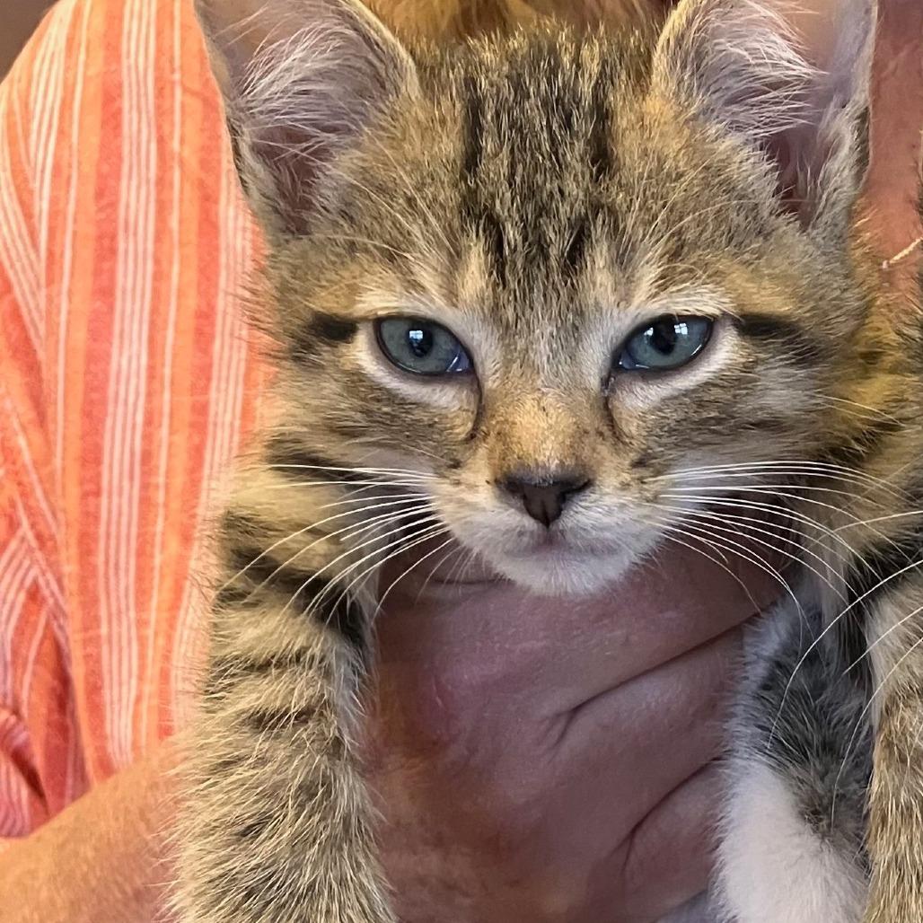 Mittens, Adoptable, Kitten Male Domestic Short Hair & Extra-Toes Cat / Hemingway Polydactyl.