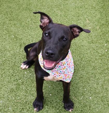 Bernadette, an adopted Mixed Breed in Athens, GA image 1/3