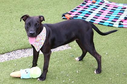 Bernadette, an adopted Mixed Breed in Athens, GA image 2/3