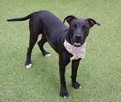 Bernadette, an adopted Mixed Breed in Athens, GA image 3/3
