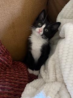 Rossi, Adoptable, Young Male Domestic Short Hair.