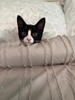 Enlarge Rossi, a Adoptable mixed breed in New Kensington, PA image 1/3