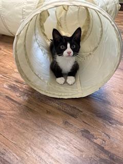 Enlarge Rossi, a Adoptable mixed breed in New Kensington, PA image 3/3