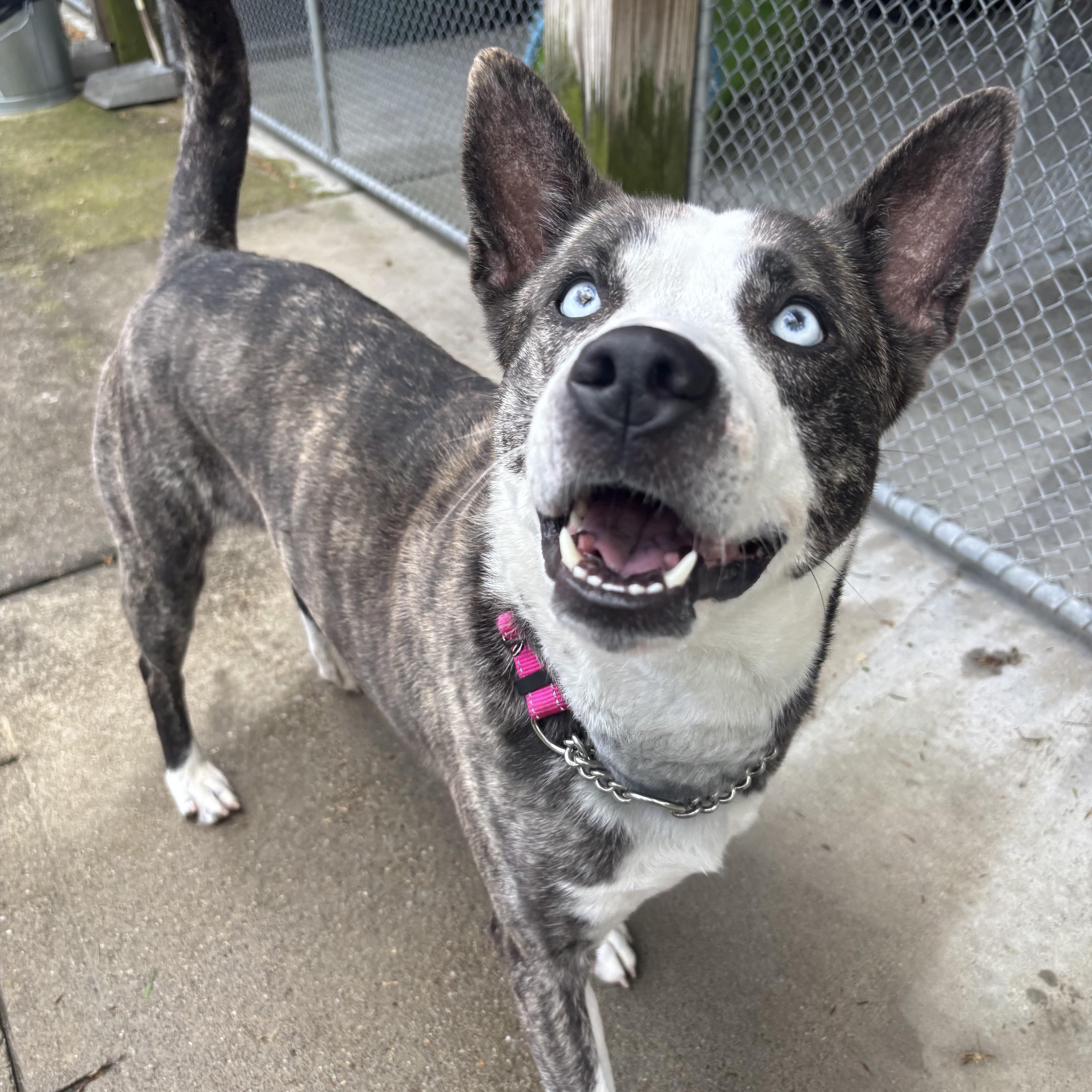 Royal, a ADOPTABLE mixed breed in Waynesburg, PA image 2/6