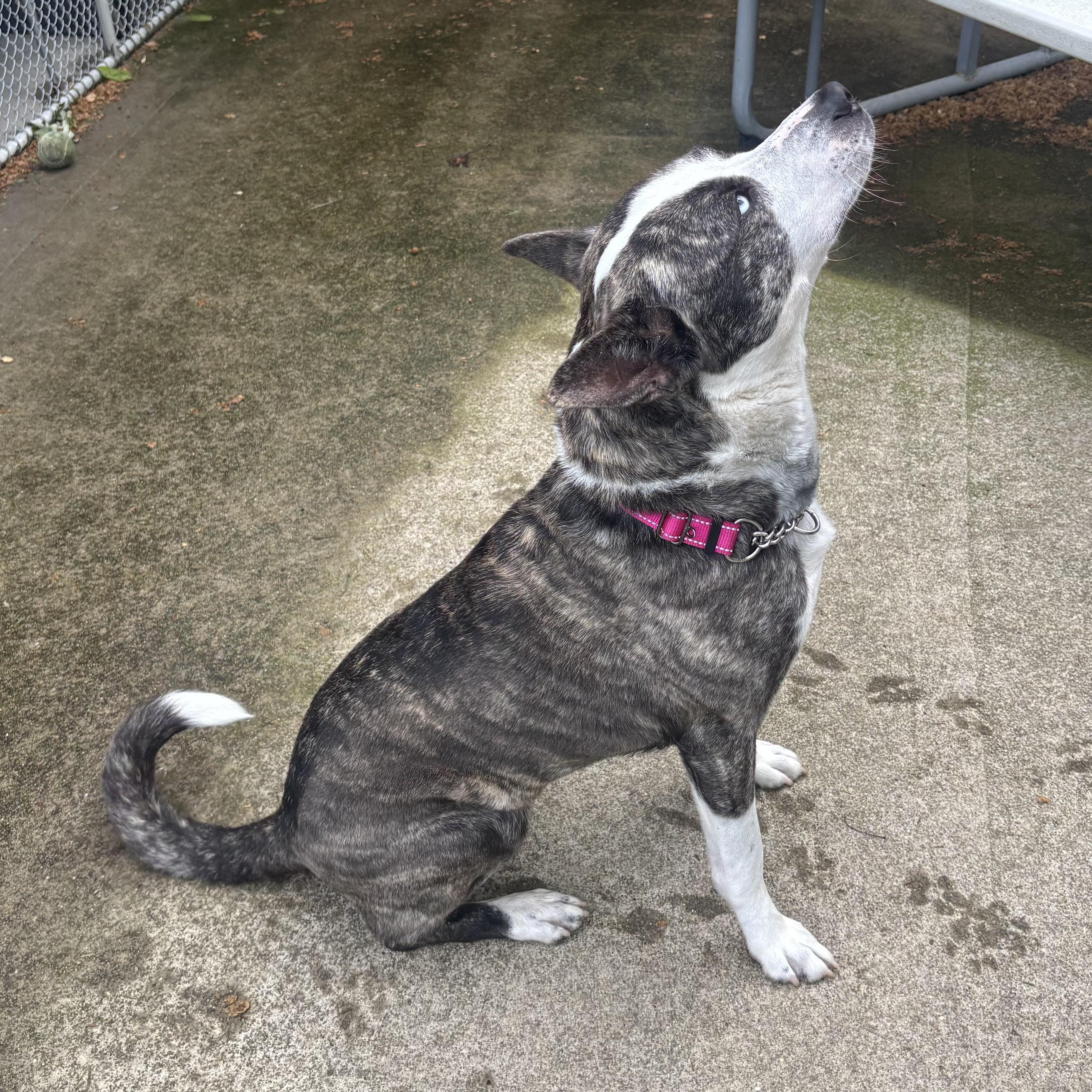 Royal, a ADOPTABLE mixed breed in Waynesburg, PA image 5/6