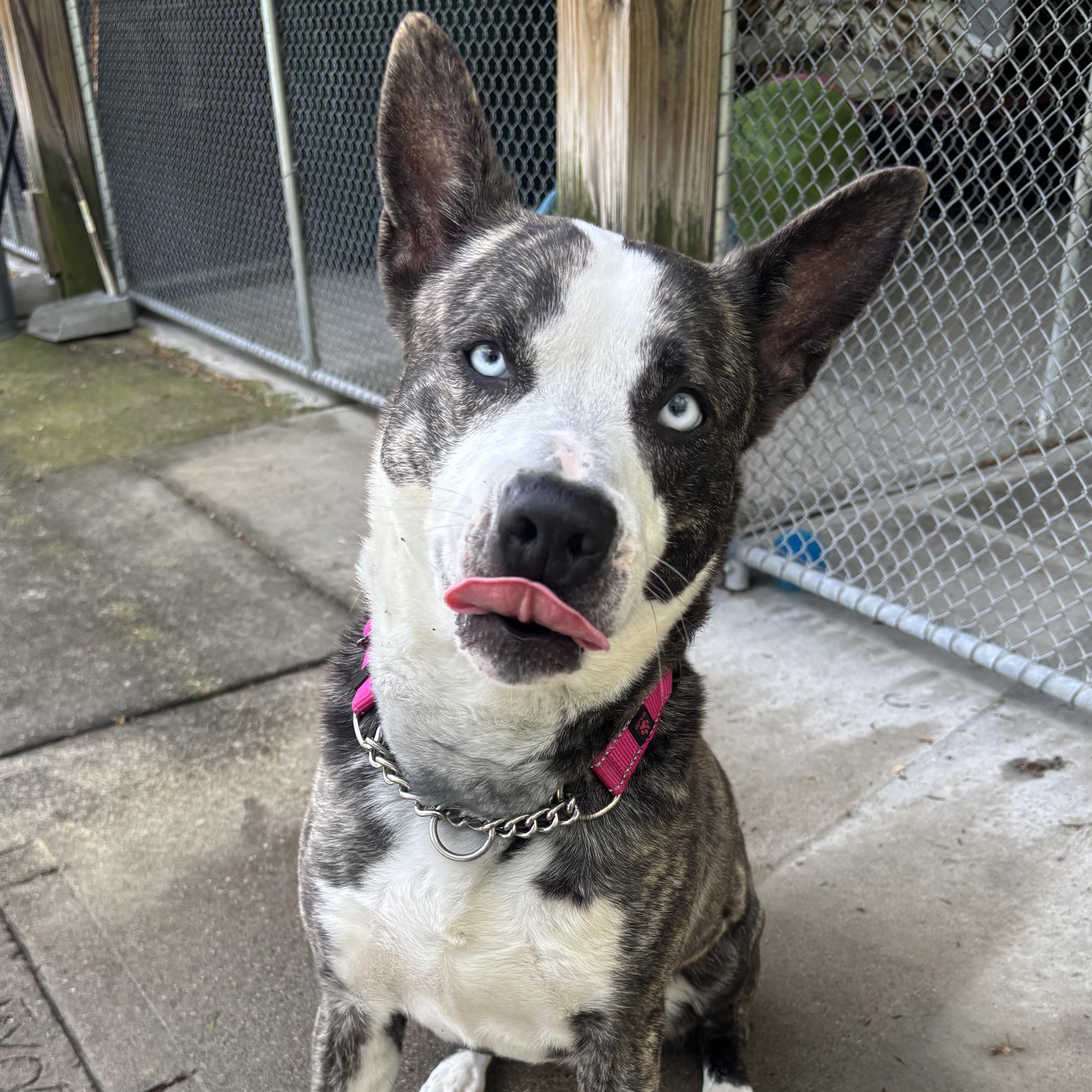 Royal, a ADOPTABLE mixed breed in Waynesburg, PA image 3/6