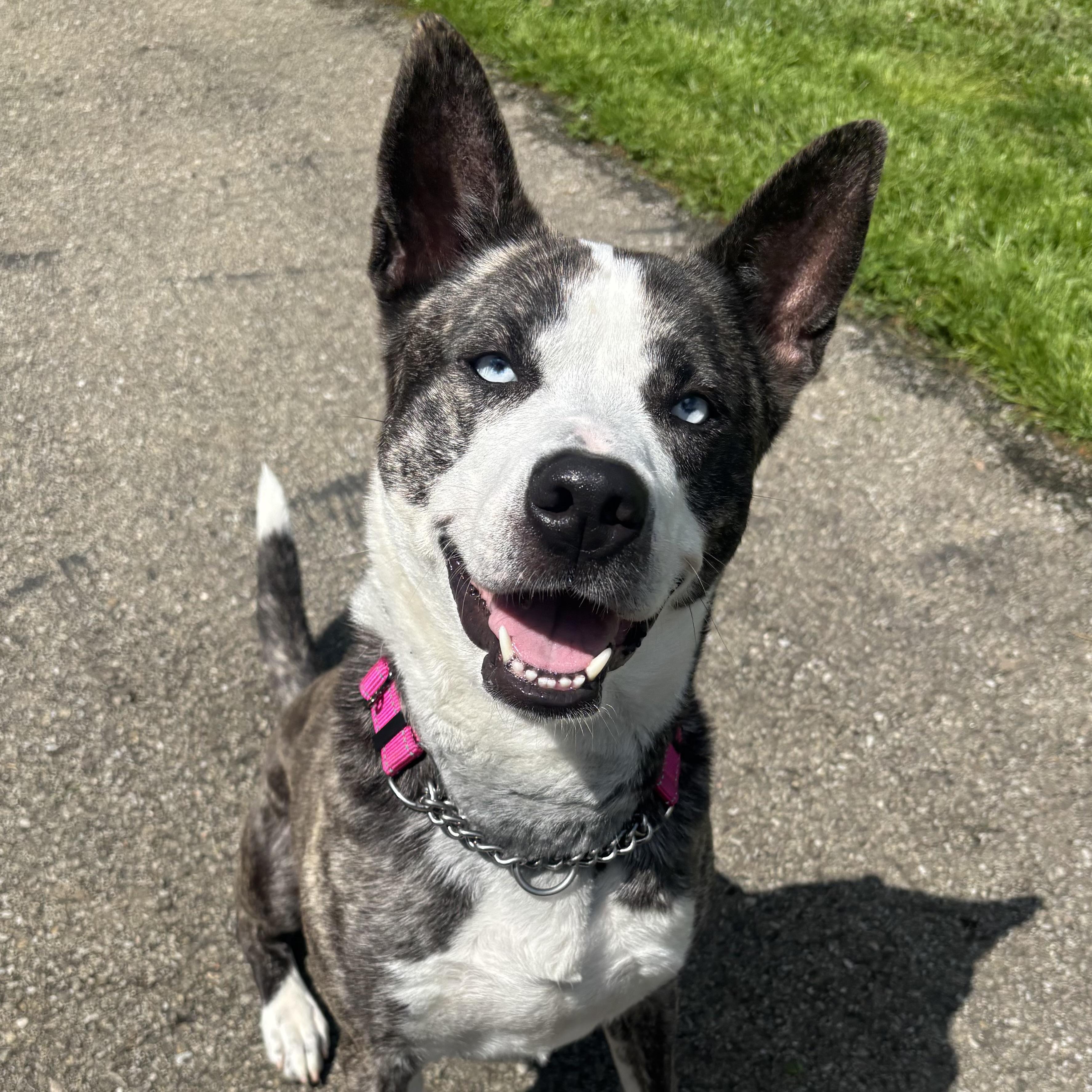 Royal, ADOPTABLE, Adult Female Cattle Dog.