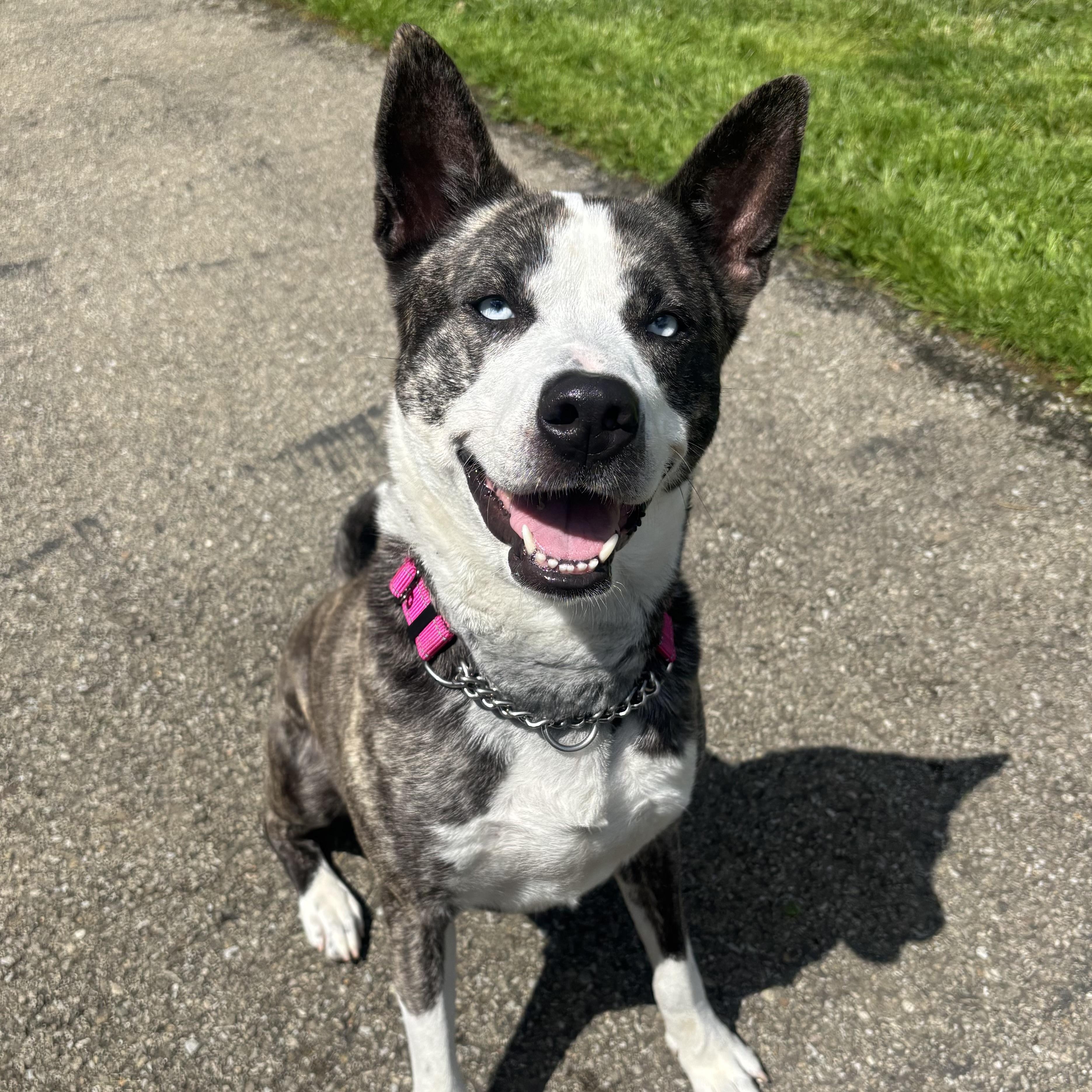 Royal, a ADOPTABLE mixed breed in Waynesburg, PA image 4/6
