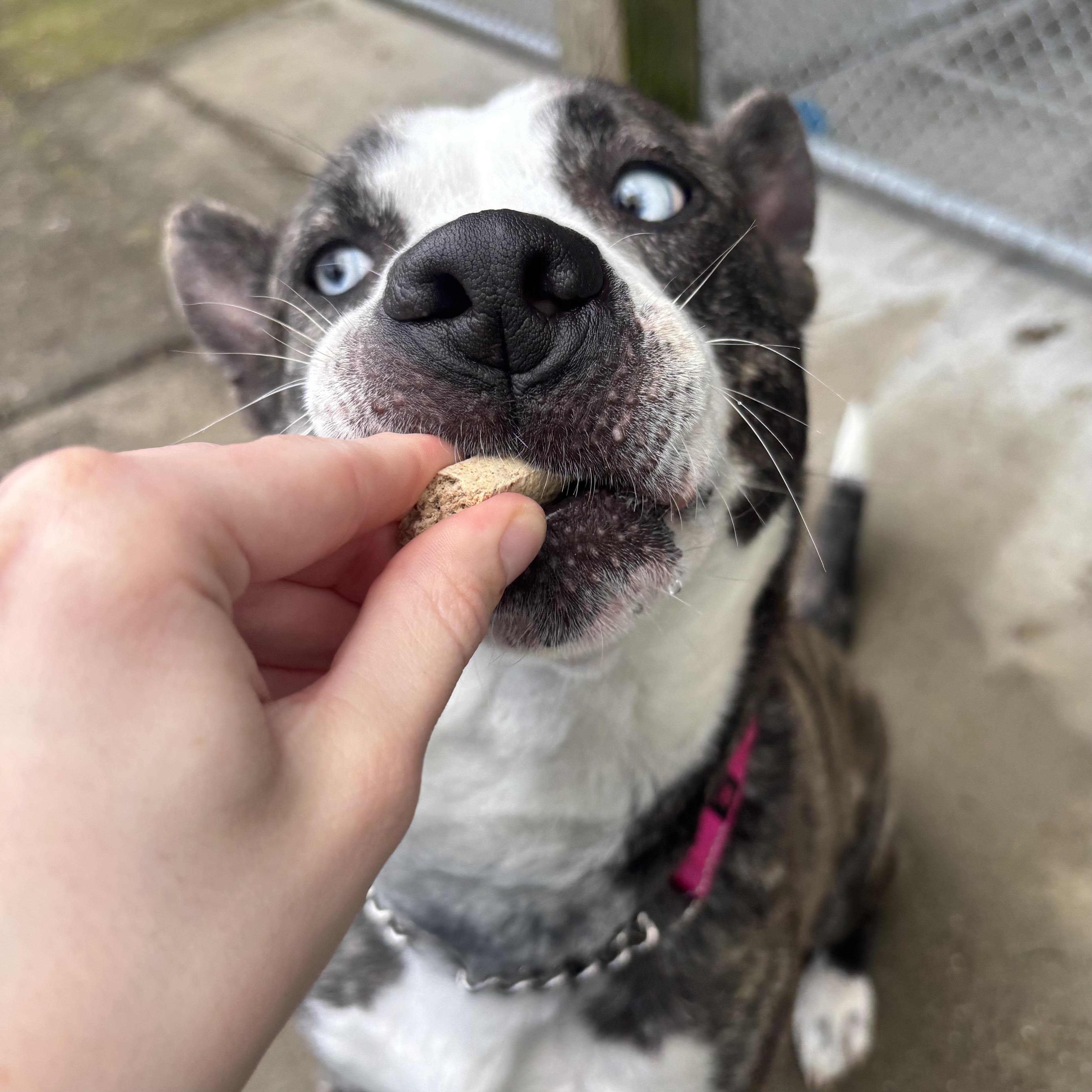 Royal, a ADOPTABLE mixed breed in Waynesburg, PA image 6/6