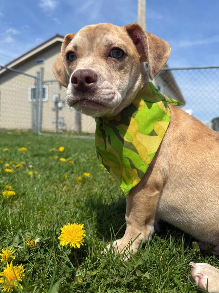 Freckles, Adoptable, Puppy Male Chihuahua & Mixed Breed.