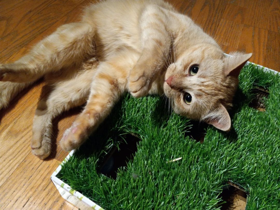 Francis, a Adoptable Domestic Short Hair in Midland, MI image 1/3