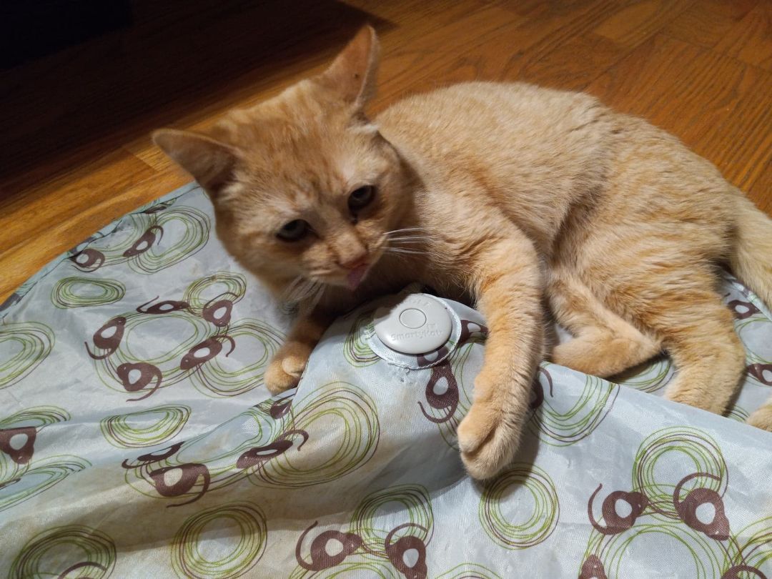 Francis, a Adoptable Domestic Short Hair in Midland, MI image 2/3