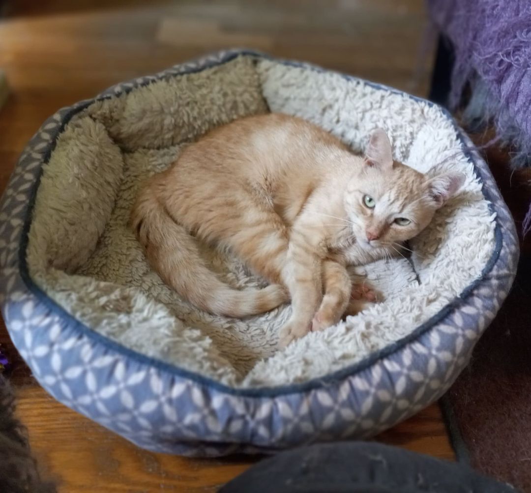 Francis, a Adoptable Domestic Short Hair in Midland, MI image 3/3