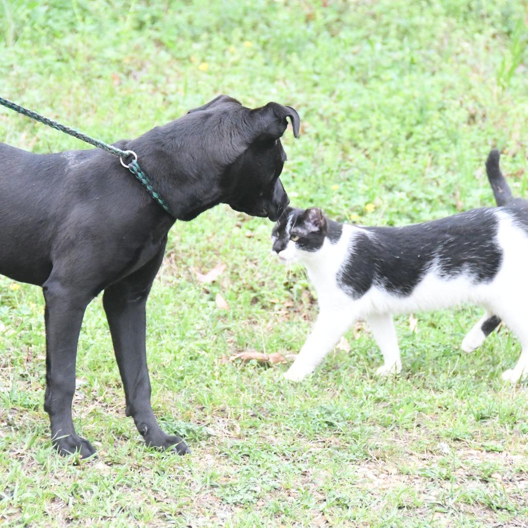 Enlarge Angel Leena, a Adoptable Labrador Retriever in Natchez, MS image 1/6