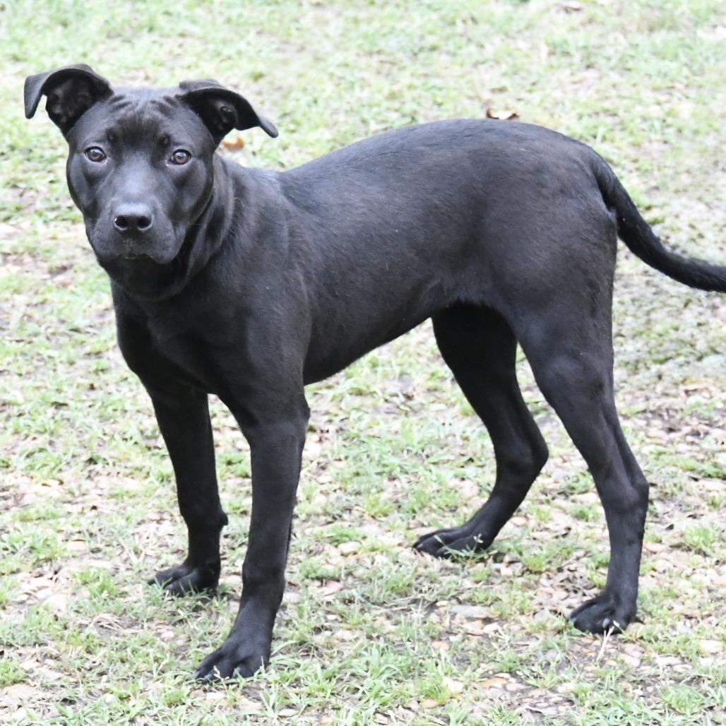 Enlarge Angel Leena, a Adoptable Labrador Retriever in Natchez, MS image 2/6
