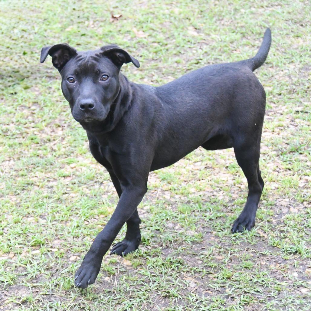 Enlarge Angel Leena, a Adoptable Labrador Retriever in Natchez, MS image 4/6