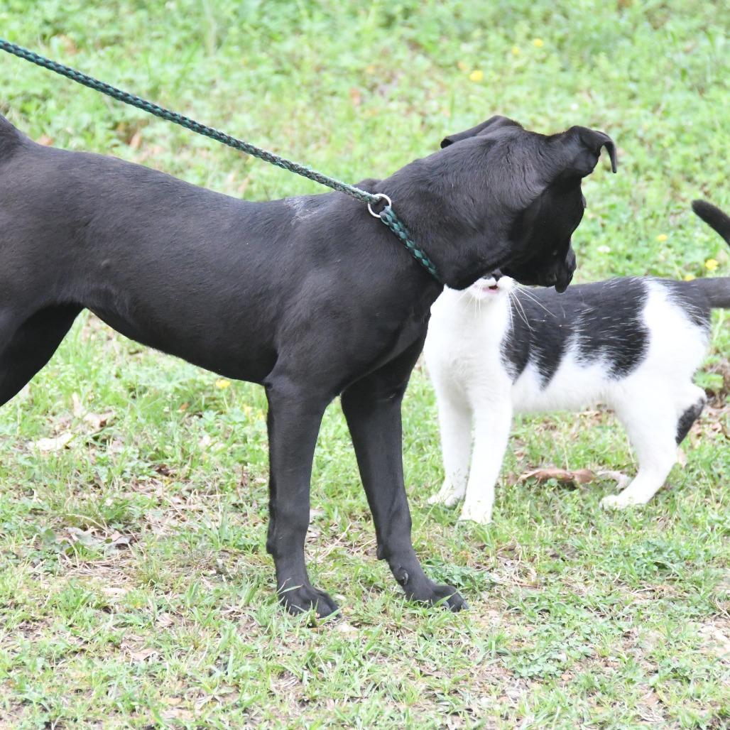 Enlarge Angel Leena, a Adoptable Labrador Retriever in Natchez, MS image 5/6