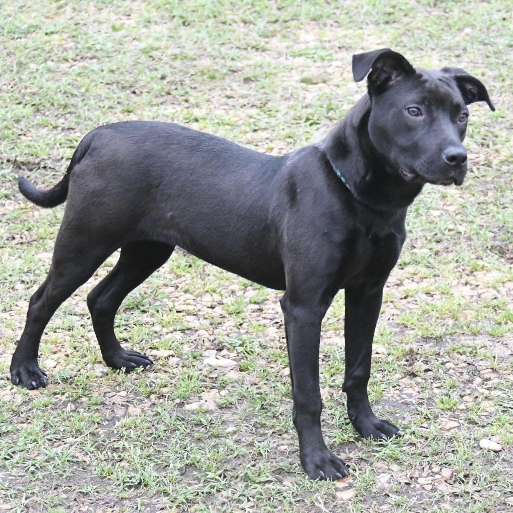 Enlarge Angel Leena, a Adoptable Labrador Retriever in Natchez, MS image 6/6