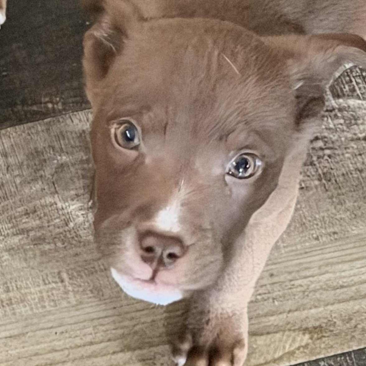 Baymax, ADOPTABLE, Puppy Male Pit Bull Terrier.