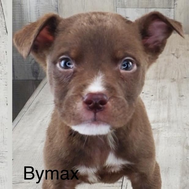 Enlarge Baymax, a ADOPTABLE mixed breed in Wilmington, IL image 3/5