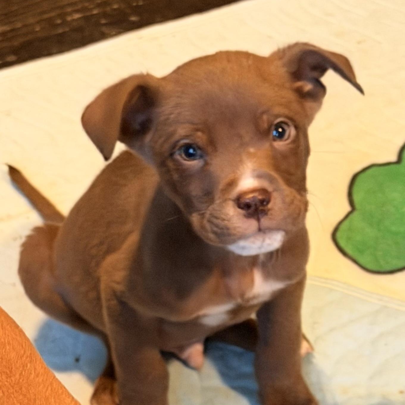 Enlarge Baymax, a ADOPTABLE mixed breed in Wilmington, IL image 2/5