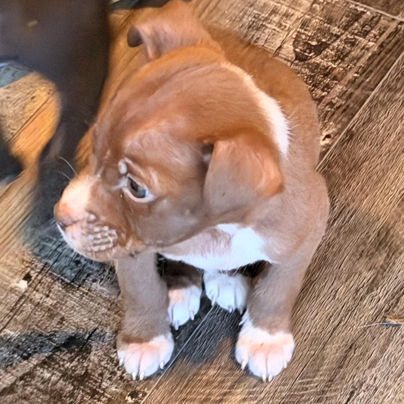 Enlarge Baymax, a ADOPTABLE mixed breed in Wilmington, IL image 4/5