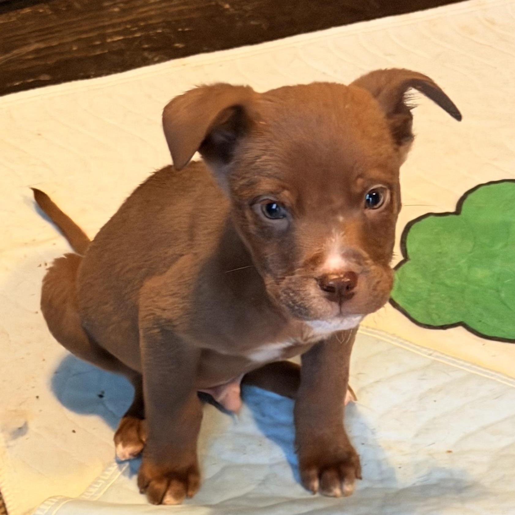 Enlarge Baymax, a ADOPTABLE mixed breed in Wilmington, IL image 5/5