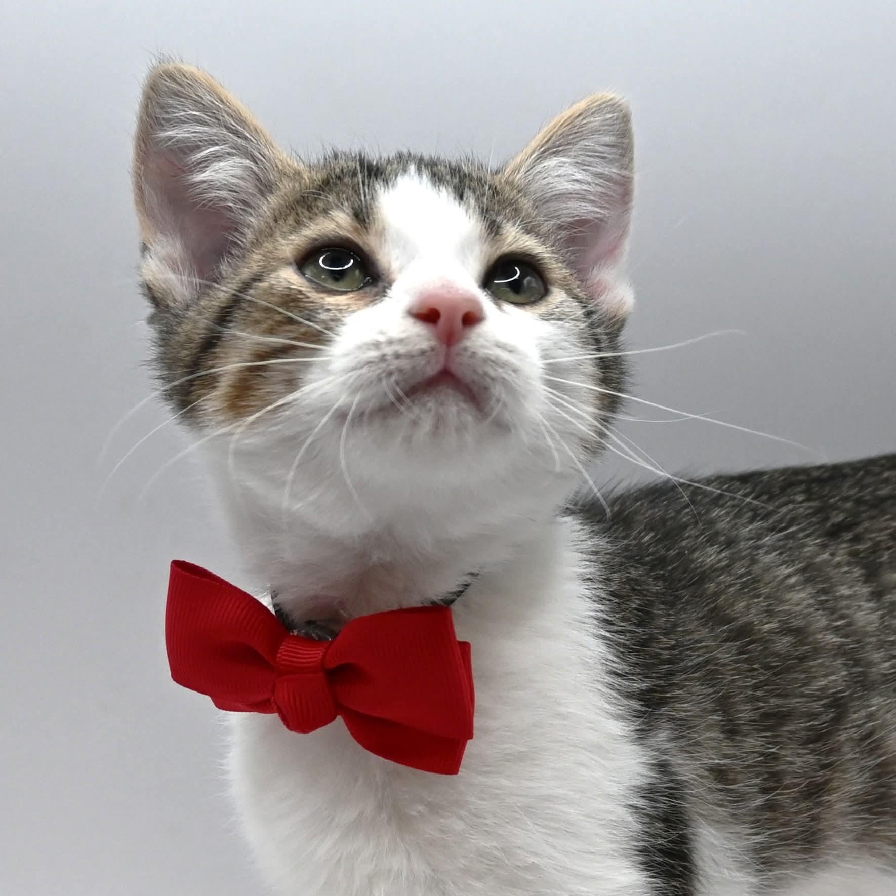 Enlarge Conrad, a Adoptable mixed breed in Farmington, CT image 1/5