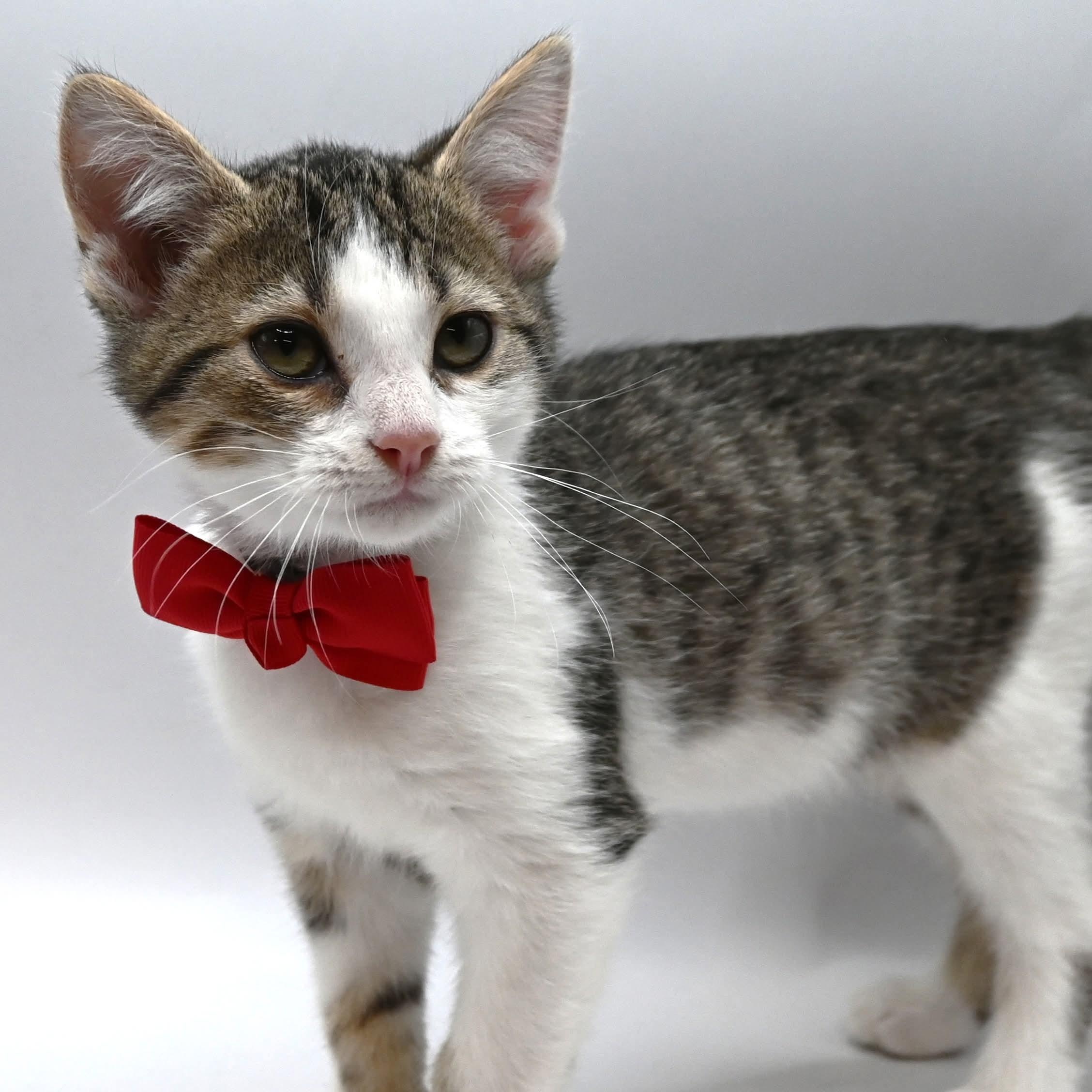 Enlarge Conrad, a Adoptable mixed breed in Farmington, CT image 2/5