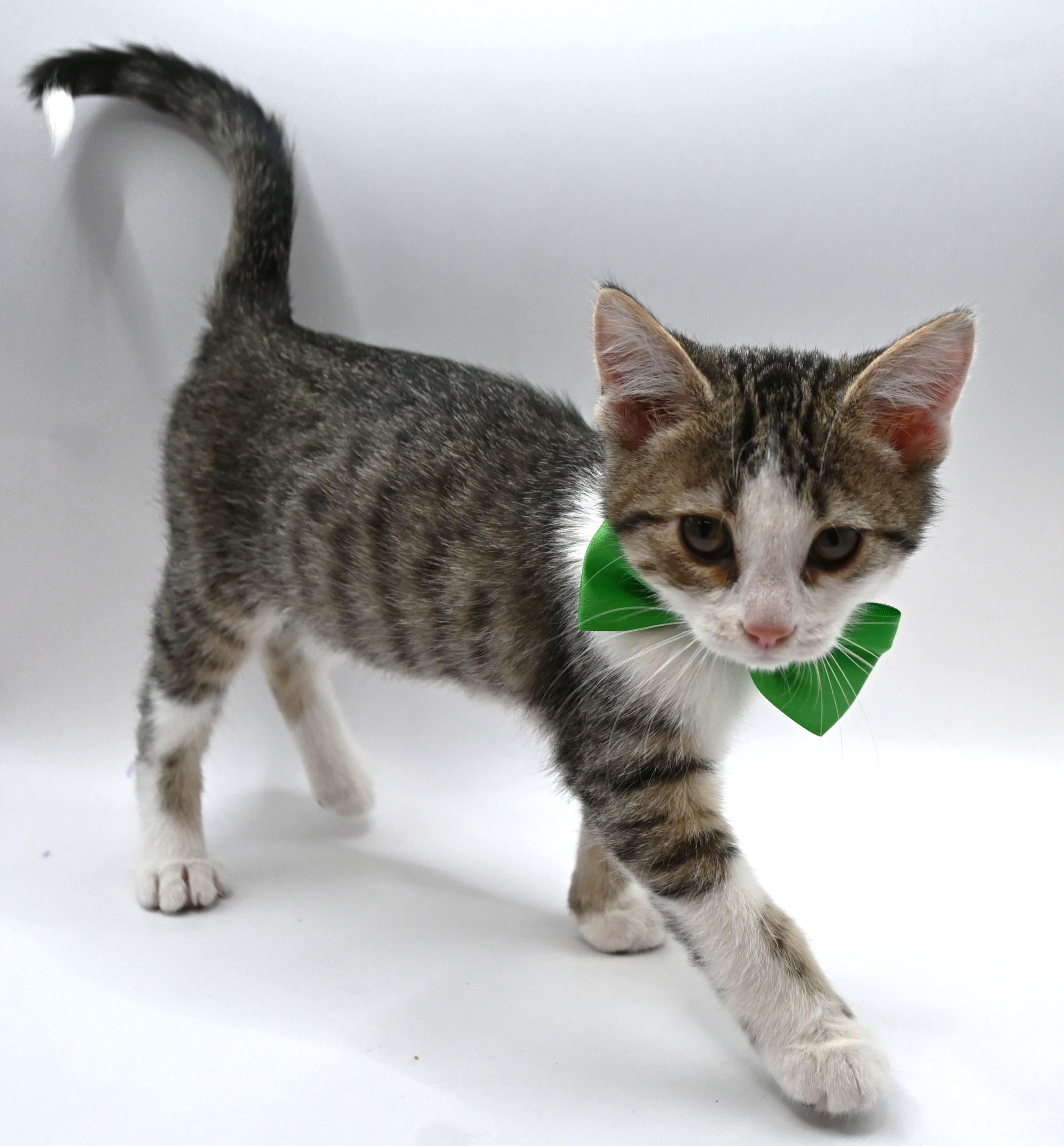 Enlarge Conrad, a Adoptable mixed breed in Farmington, CT image 3/5