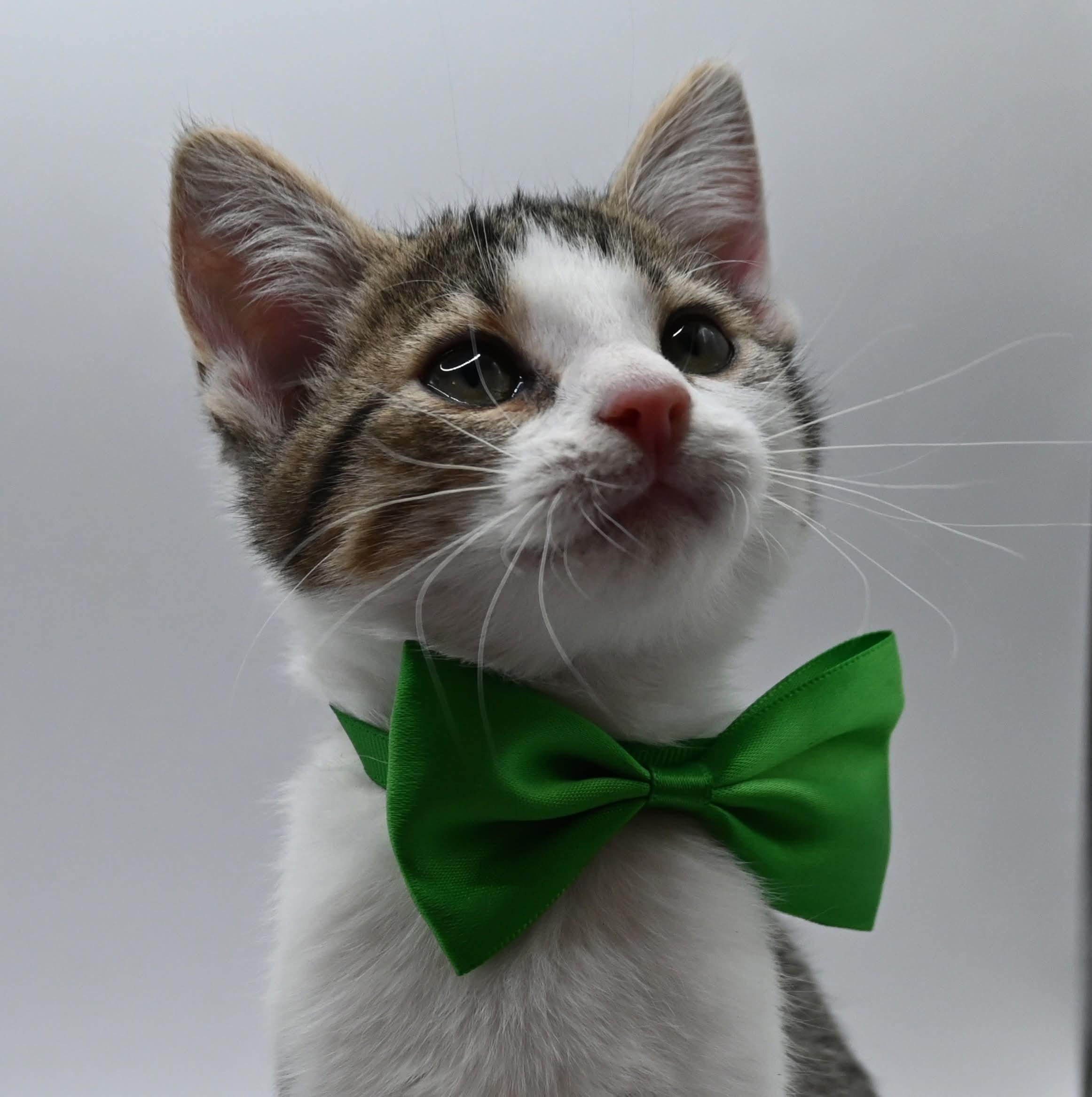 Enlarge Conrad, a Adoptable mixed breed in Farmington, CT image 4/5