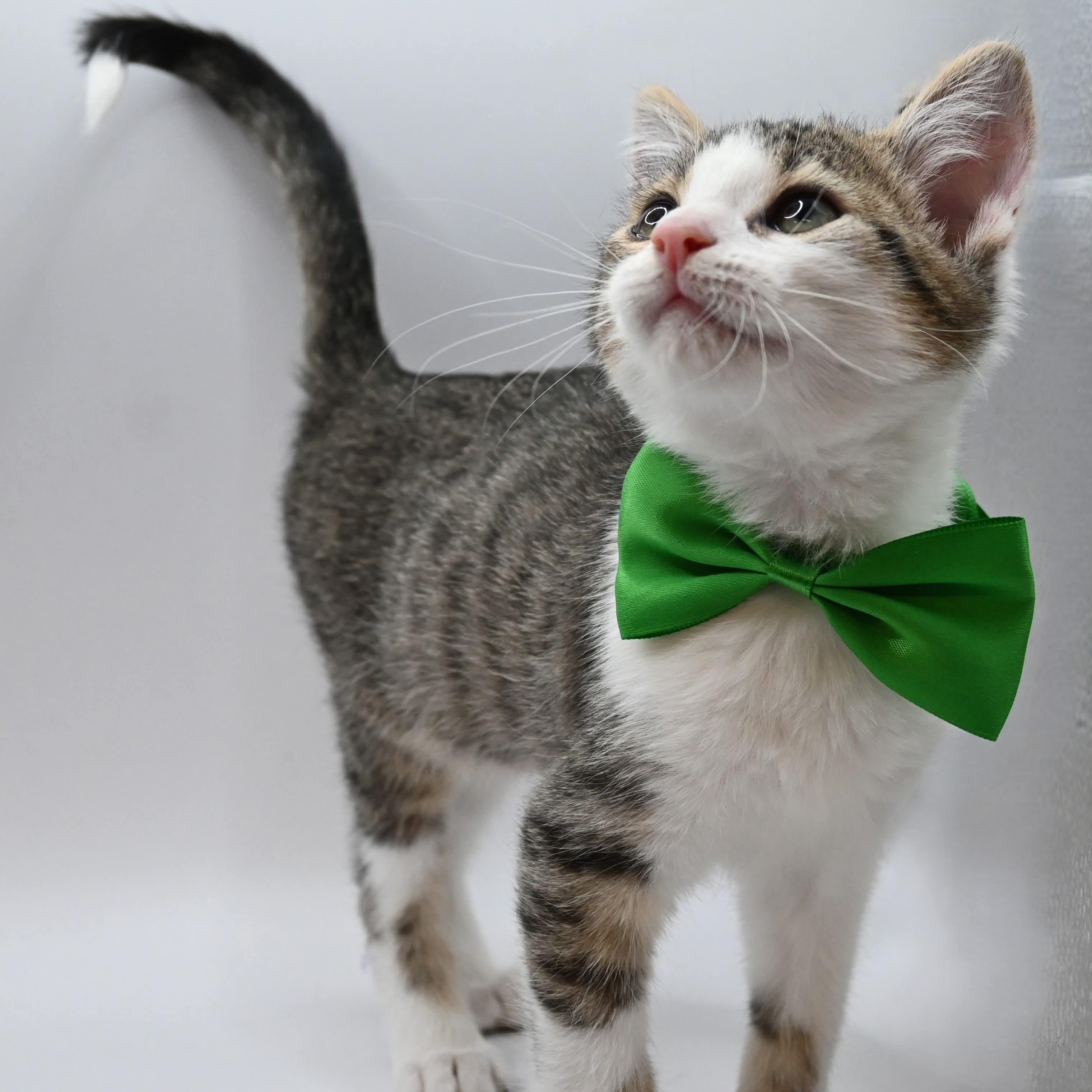 Enlarge Conrad, a Adoptable mixed breed in Farmington, CT image 5/5