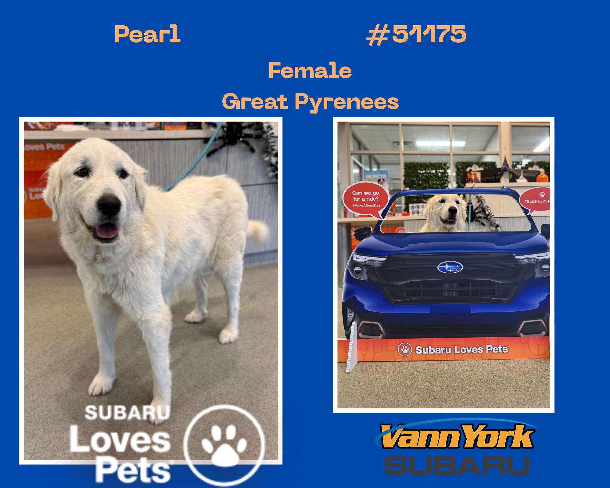 Enlarge Pearl, a Adopted Great Pyrenees in Randleman, NC image 1/1