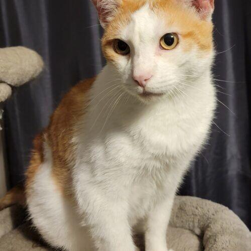 Mango, Adoptable, Senior Male Domestic Short Hair.