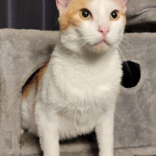 Enlarge Mango, a Adoptable Domestic Short Hair in Adrian, MI image 2/6