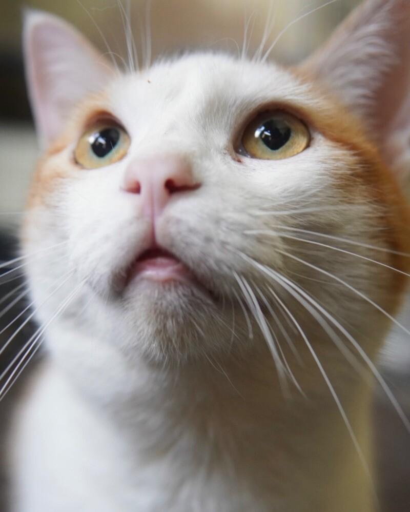 Enlarge Mango, a Adoptable Domestic Short Hair in Adrian, MI image 4/6