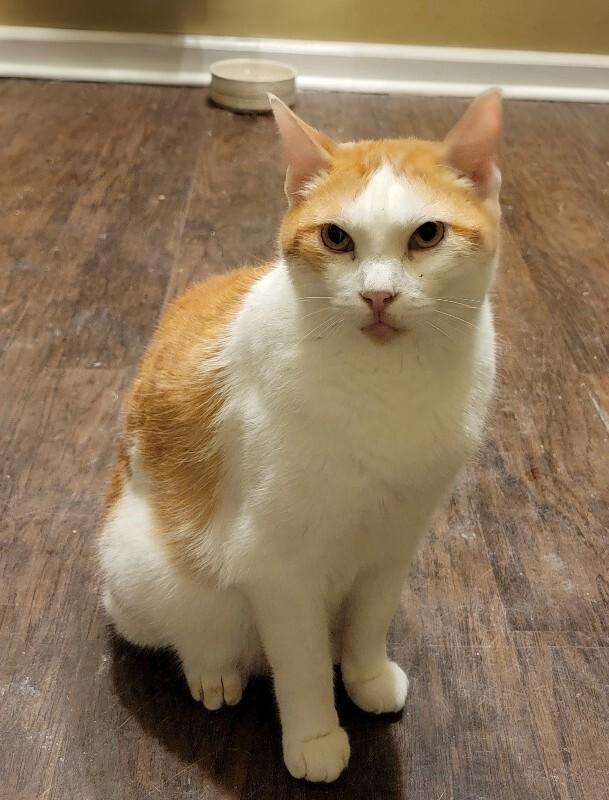 Enlarge Mango, a Adoptable Domestic Short Hair in Adrian, MI image 5/6