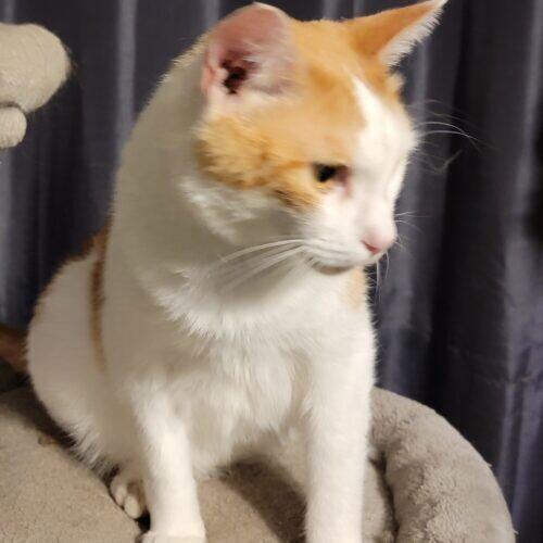 Enlarge Mango, a Adoptable Domestic Short Hair in Adrian, MI image 6/6