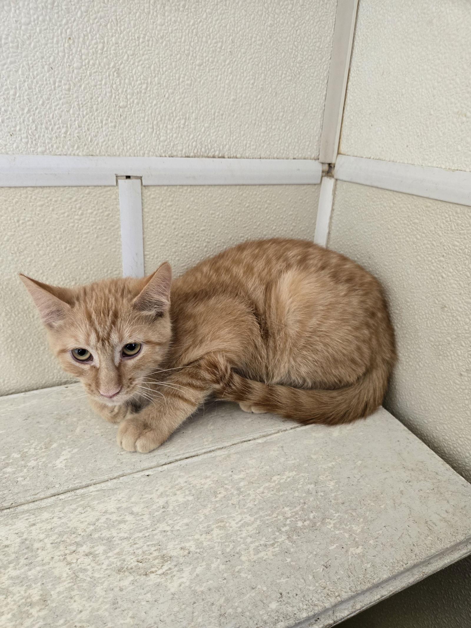 Cole, Adopted, Young Male Domestic Short Hair.