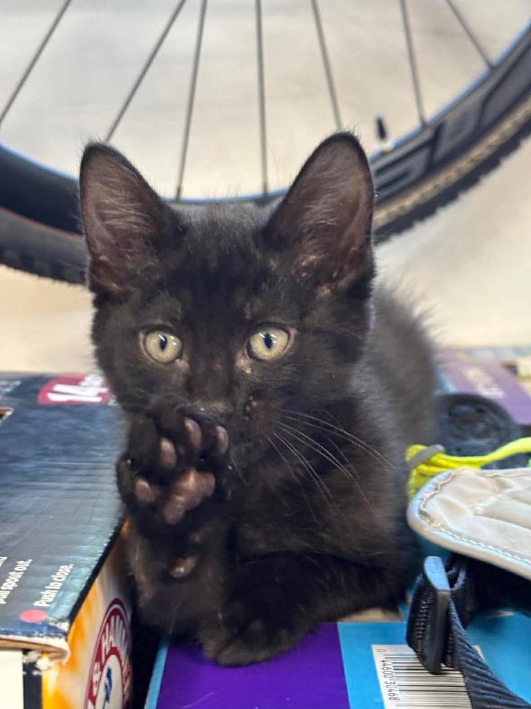 Oscar, Adoptable, Kitten Male Domestic Short Hair.