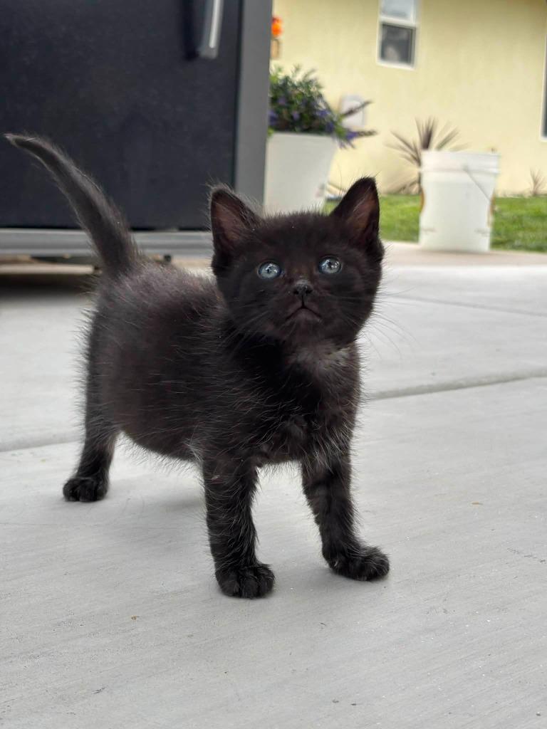 Enlarge Oscar, a Adoptable mixed breed in La Verkin, UT image 2/2