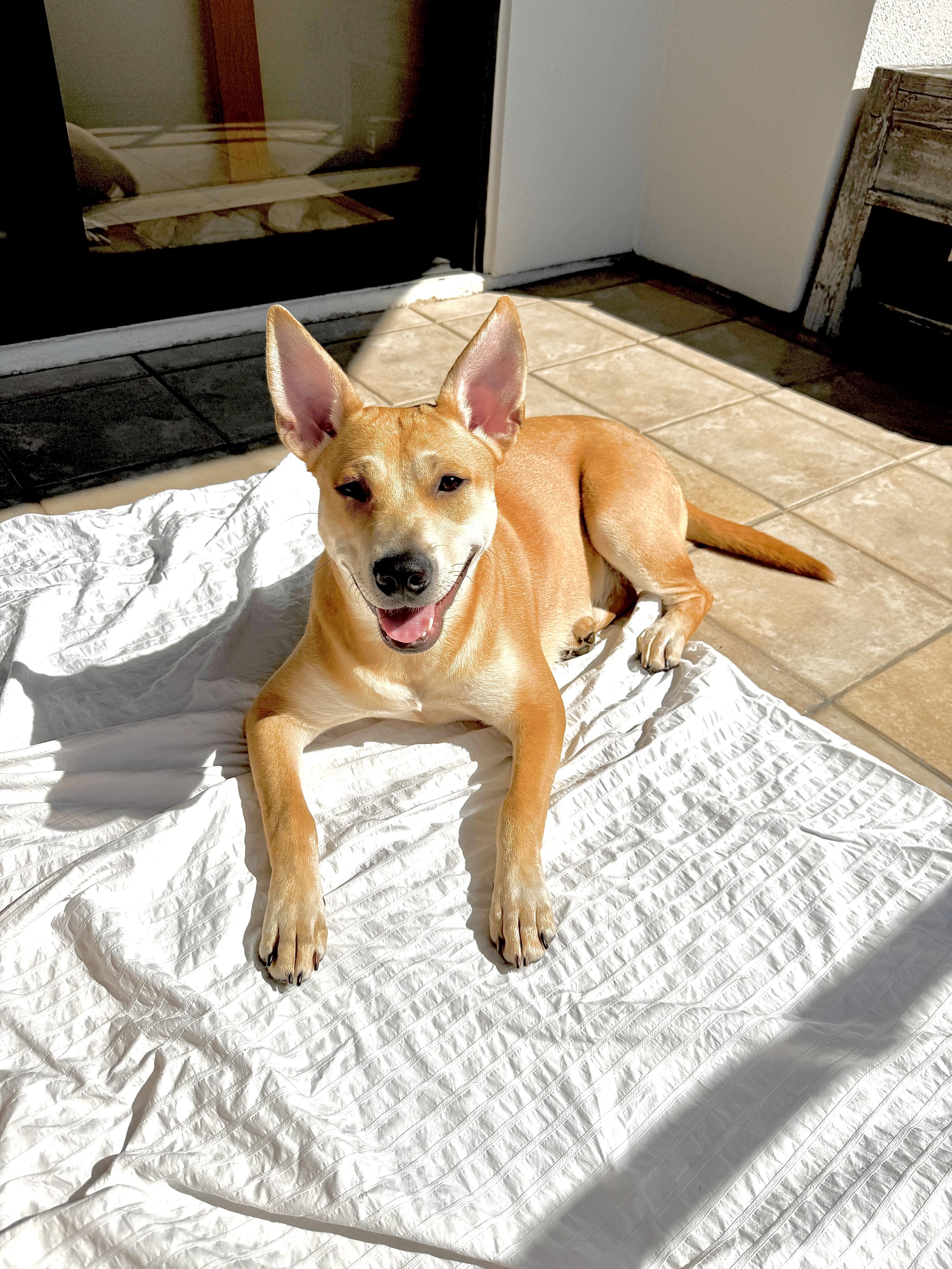 Linus- obedient and cuddly, a Adoptable mixed breed in Irvine, CA image 1/5